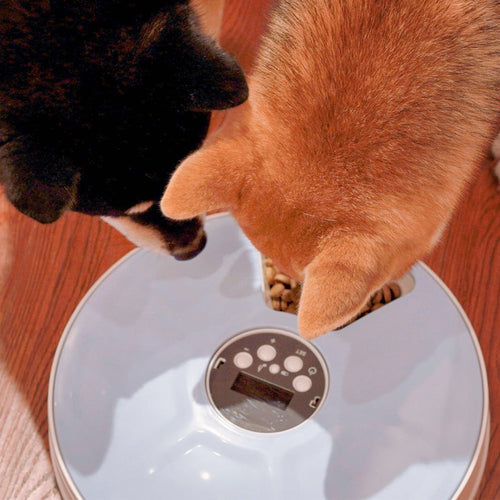 AutoFeeder Pro – Smart Cat & Dog Food Dispenser